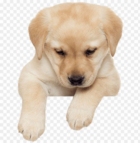 uppies picture - puppy Isolated Illustration on Transparent PNG PNG transparent with Clear Background ID f277cb6b