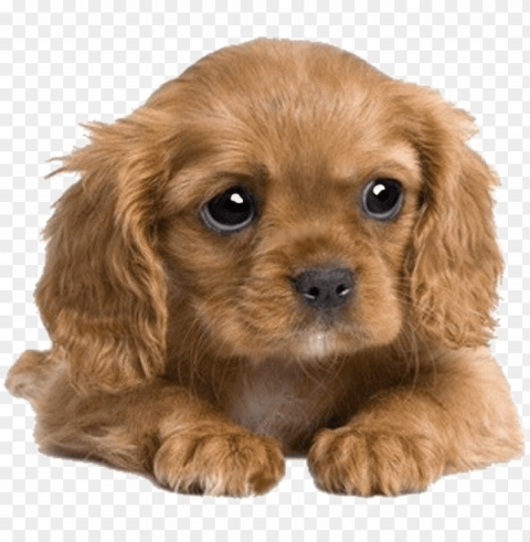 uppies image - cocker spaniel x king charles cavalier Transparent PNG pictures archive