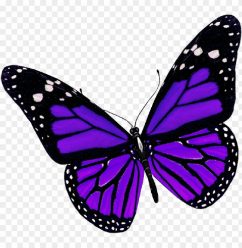 urple butterfly image - purple butterfly PNG graphics with transparent backdrop