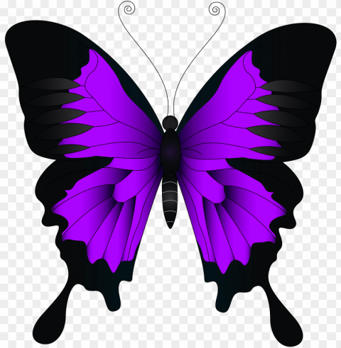 urple butterfly - pink and purple butterfly HighQuality Transparent PNG Isolated Element Detail