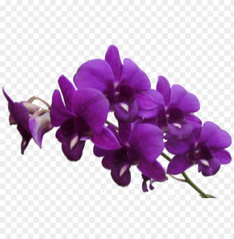 urple flower frame - purple orchid flower Clear Background Isolation in PNG Format