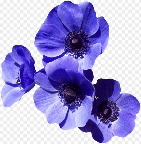 urple flower image - purple flowers transparent background PNG file with alpha