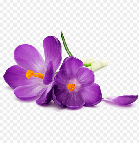 urple flowers image transparent - purple flower on a white background PNG files with no backdrop pack
