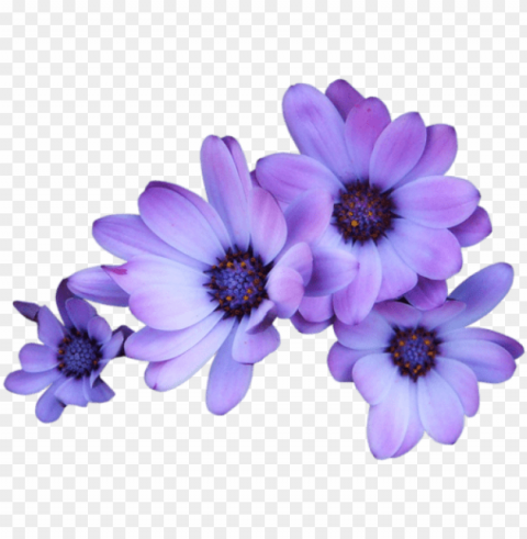 Urple Flowers Background Transparent PNG Graphics Library