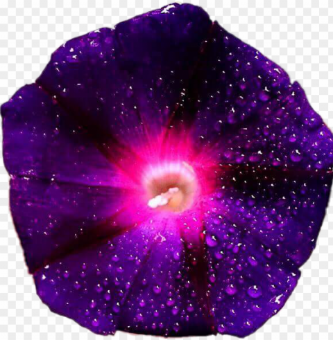 urple pink galaxy flower flowers morningglory beautifu - galaxy flowers PNG graphics for free