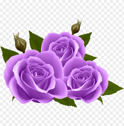 urple rose clip art at clker - purple roses Isolated Graphic on HighQuality PNG