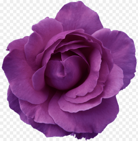urple rose clipart transffparent background 1 - purple rose background Transparent graphics PNG