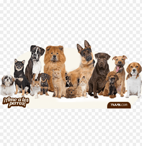 uugi enfermedades zoonóticas en perros - group of dogs Transparent Background PNG Isolation