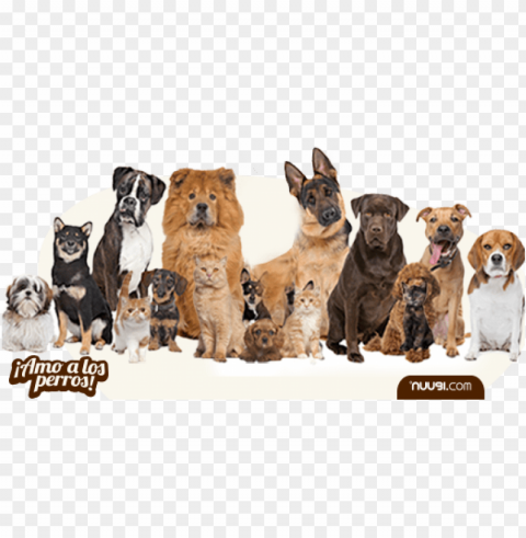 Uugi Enfermedades Zoonóticas En Perros - Group Of Dogs Transparent Background PNG Isolation