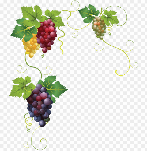 uvas negras winogrona - variedades de uvas tintas PNG images with transparent elements