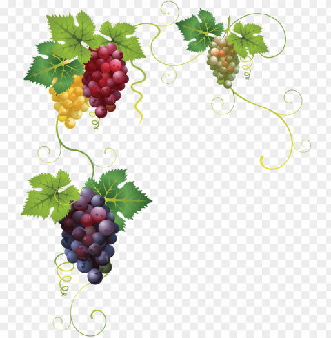 uvas negras winogrona - variedades de uvas tintas PNG images with transparent elements PNG transparent with Clear Background ID 4a27f7db