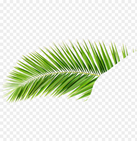 v a p - hojas de palmeras Clean Background Isolated PNG Image