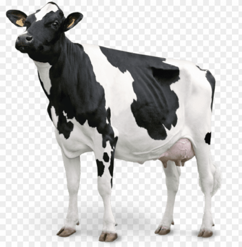 vaca - vaca de leite Transparent Background PNG Isolated Graphic