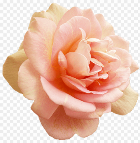 valentine's day pink rose - blush pink rose Transparent PNG Object Isolation
