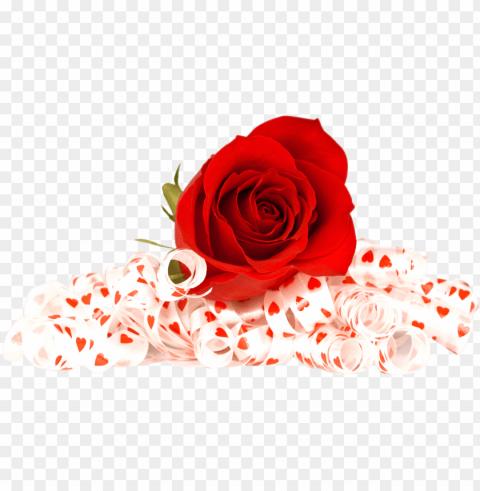 valentines day roses photo - flowers red rose High-resolution transparent PNG images comprehensive assortment