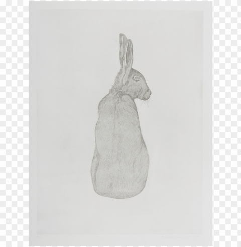 valerie-hammond hare - sketch PNG for Photoshop PNG transparent with Clear Background ID 79f750a0