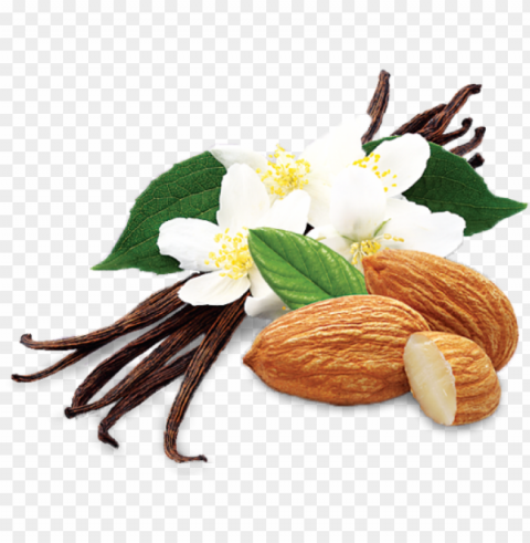 vanilla almond crunch - umpqua oats vanilla almond crunch super premium oatmeal Isolated Illustration in Transparent PNG