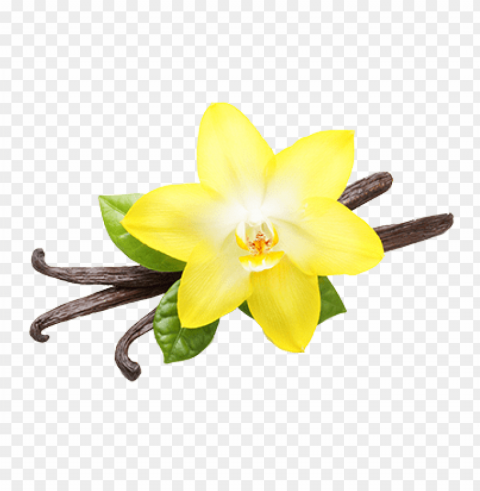vanilla flower - vanilla PNG for free purposes