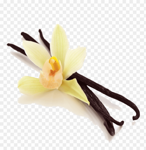 vanilla Clear Background Isolation in PNG Format PNG transparent with Clear Background ID 64ec53be