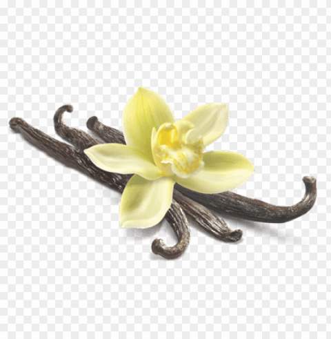 vanilla Clear background PNG graphics
