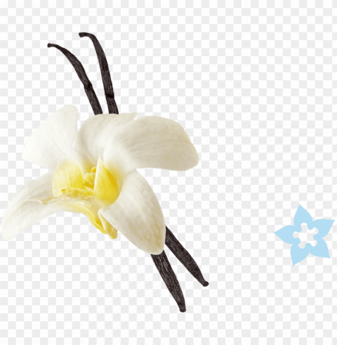 vanilla Clear Background PNG Isolated Design
