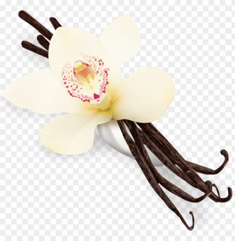 vanilla Clear Background PNG with Isolation PNG transparent with Clear Background ID 40ee90fc