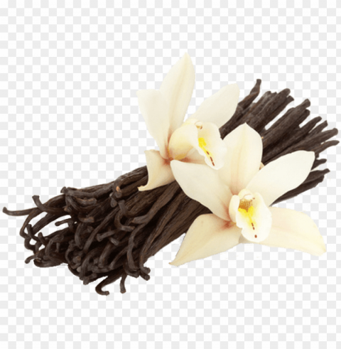 vanilla - vanilla flower and beans HighResolution PNG Isolated Artwork