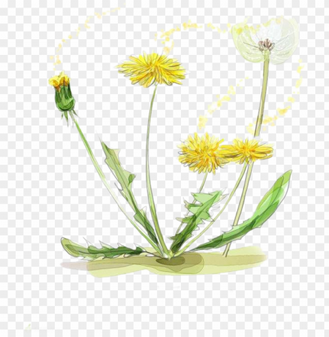 vector black and white download chamomile drawing watercolor - watercolor marigold transparent Isolated Element in HighQuality PNG