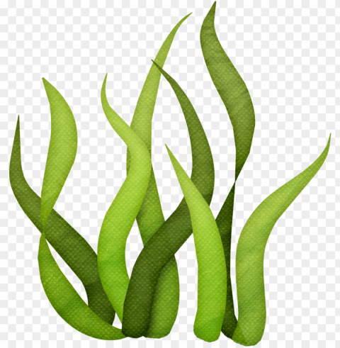 vector free algae clipart giant kelp - algas de mar Isolated Character with Transparent Background PNG