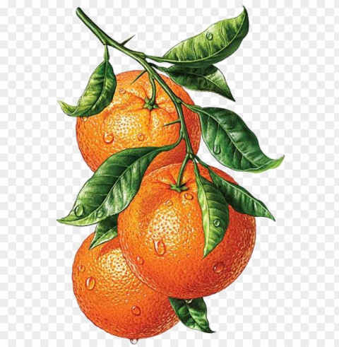 vector free download overlay for personal - dibujo de frutas naranjas PNG images with high transparency PNG transparent with Clear Background ID 214f2796