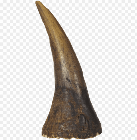 vector freeuse albrecht d rer s rhinoceros horn warehouse - rhino horn Transparent PNG images database