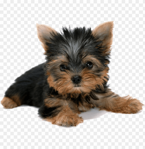vector freeuse download yorkshire terrier puppy desktop - yorkshire terrier puppy PNG graphics for presentations