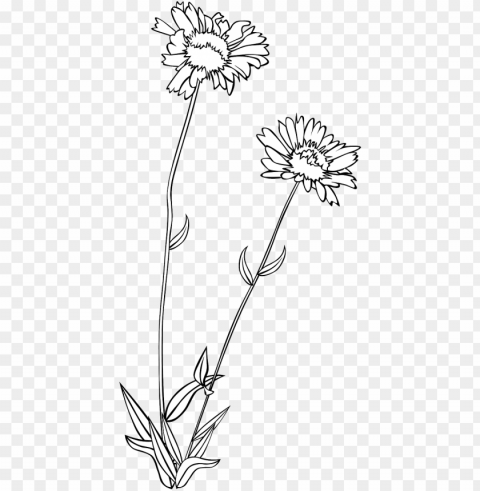 vector graphicsfree pictures free - wild flowers drawing Transparent PNG download