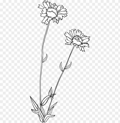 Vector Graphicsfree Pictures Free - Wild Flowers Drawing Transparent PNG Download