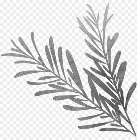 vector library black and white sketch biological grass - sketch rosemary PNG for design