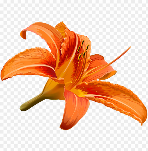 vector library stock flower hibiscus transprent - drawn lily hibiscus flower Transparent PNG graphics archive