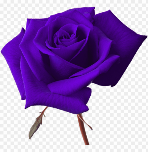 vector rose - purple rose transparent background PNG images for websites