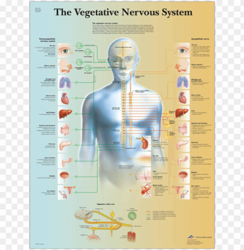 vegetative nervous system - lamina del sistema nervioso vegetativo PNG transparency images