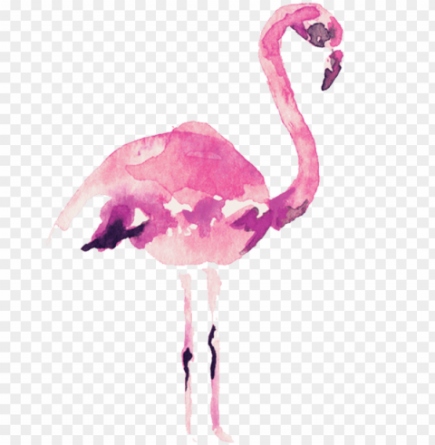 video courtesy of audrey alba films - flamingo watercolor Isolated Element with Transparent PNG Background