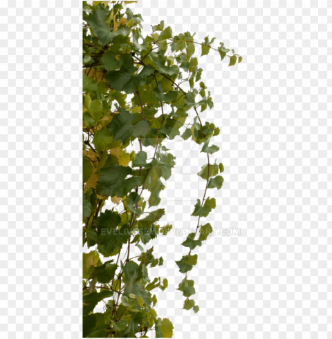 vine bush PNG clipart PNG transparent with Clear Background ID ed07c034