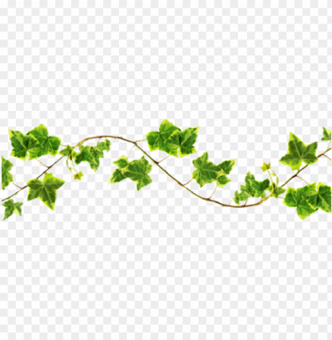 vine clipart - vines Isolated Item with Transparent Background PNG PNG transparent with Clear Background ID 86b02718