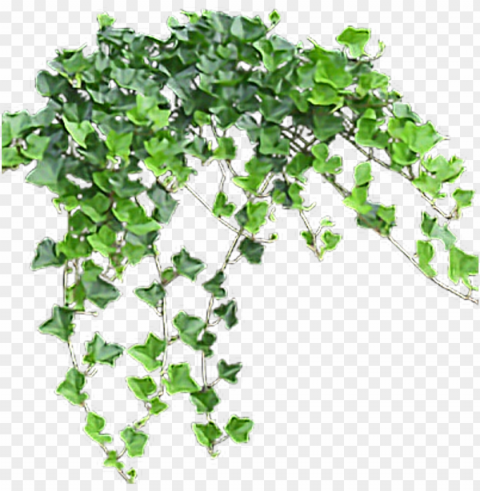 vine sticker - transparent ivy PNG files with clear background