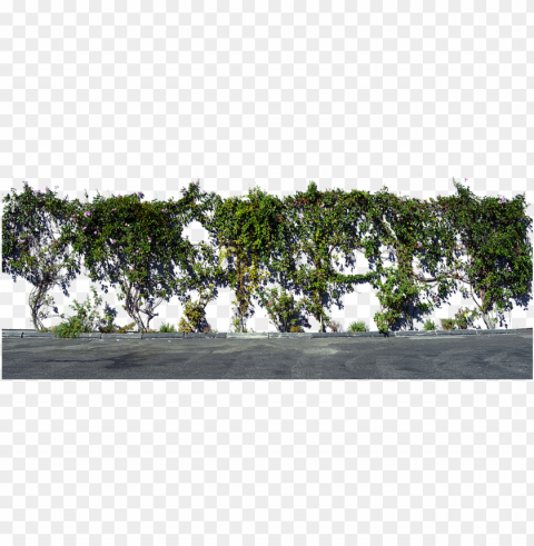 vines on wall PNG files with transparent elements wide collection PNG transparent with Clear Background ID 377e804b