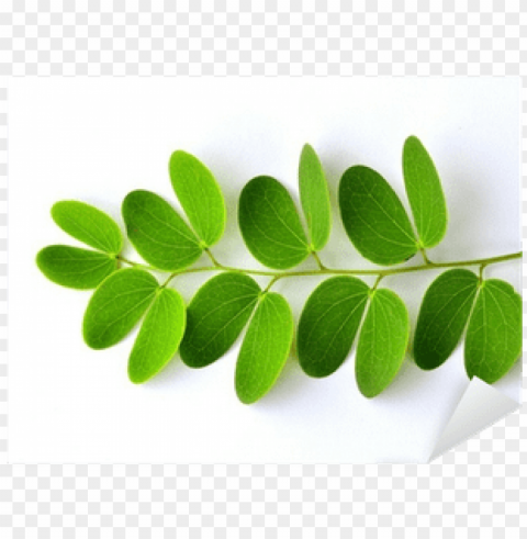 vinilo pixerstick hojas verdes sobre fondo blanco aislado - leaf PNG with clear background set PNG transparent with Clear Background ID a34315ce