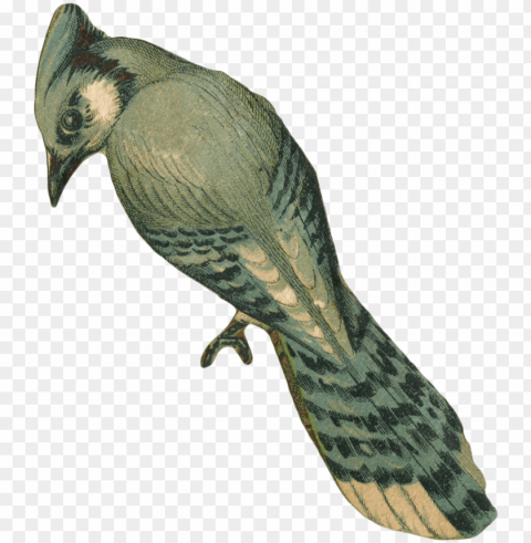 Vintage Bird Isolated PNG On Transparent Background