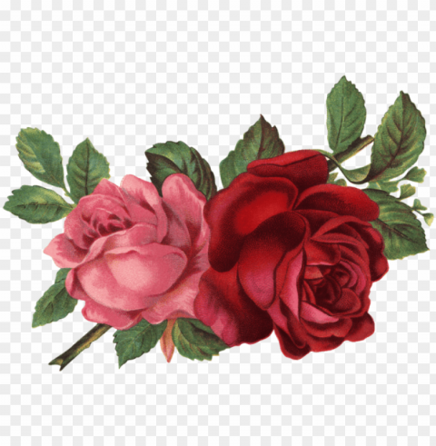 vintage flower illustration - old rose informant by brent c dickerso PNG graphics