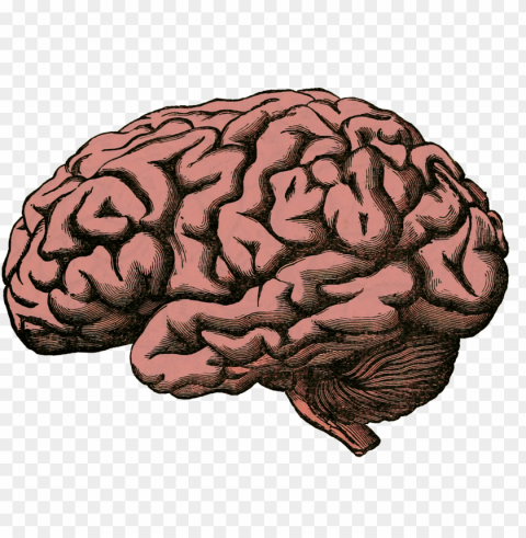 vintage human brain PNG transparent photos vast variety