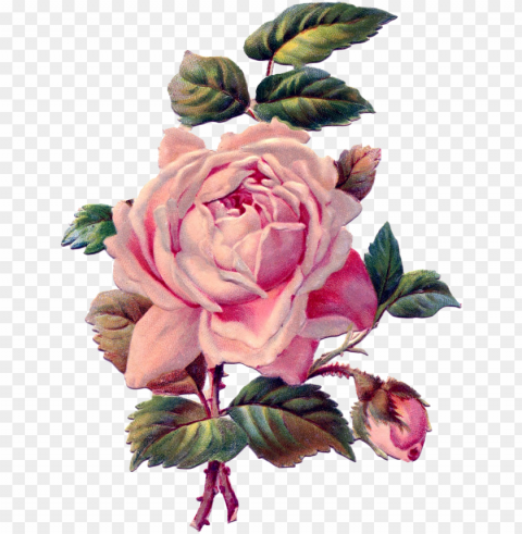 vintage roses - rose drawing vintage PNG Object Isolated with Transparency