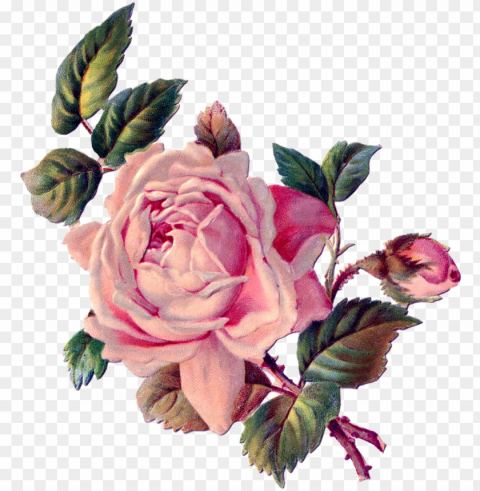 vintage roses vintage floral rose art vintage images - rose decoupage Transparent Background Isolation in PNG Format