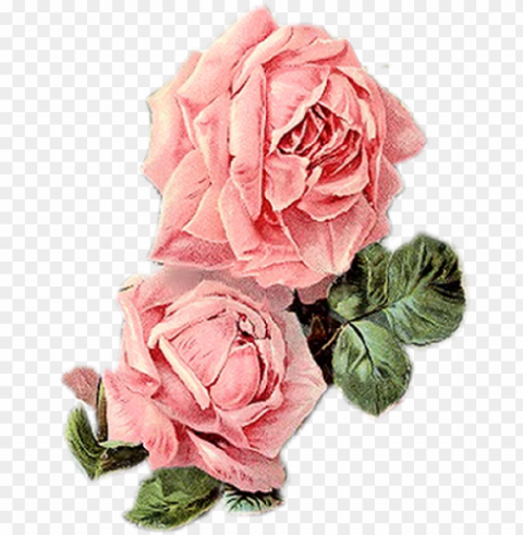 vintage roses vintage floral vintage prints vintage - vintage pink flowers Clear PNG images free download